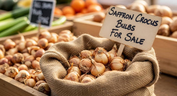 Saffron Crocus Bulbs for Sale Near Me: Where to Buy