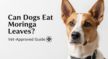 Can Dogs Eat Moringa Leaves? Vet-Approved Guide
