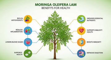Moringa Oleifera Lam Benefits for Health