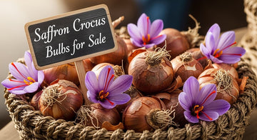 Saffron Crocus Bulbs for Sale: Where to Buy